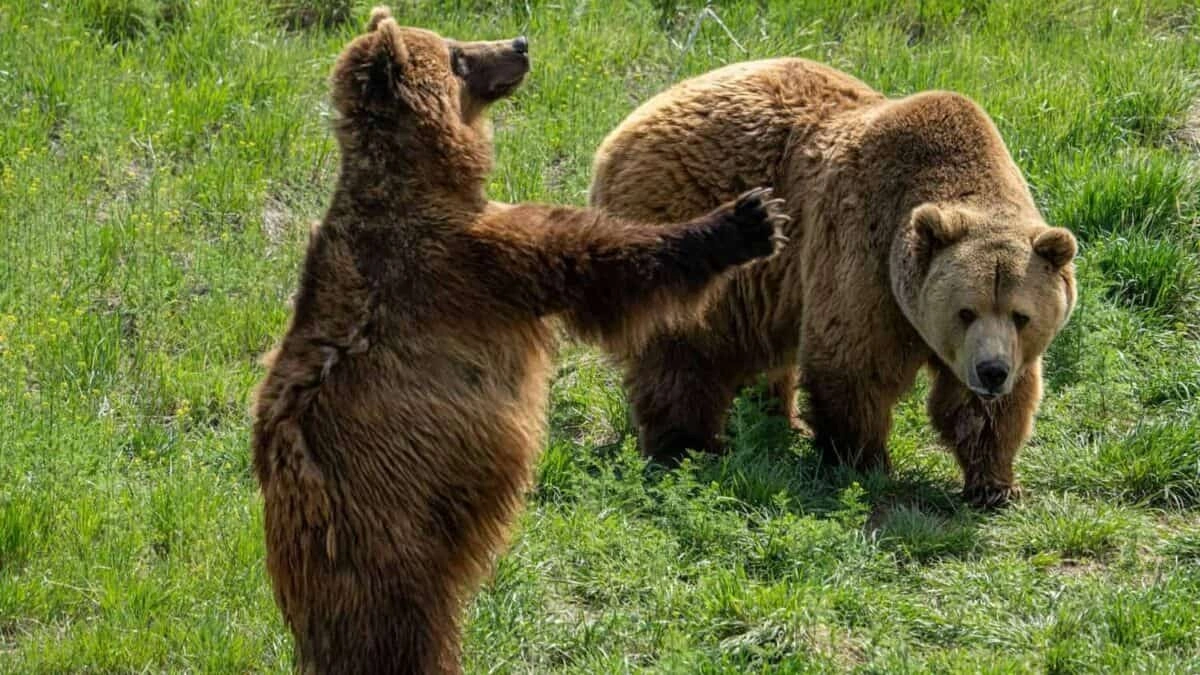 Bear Encountering