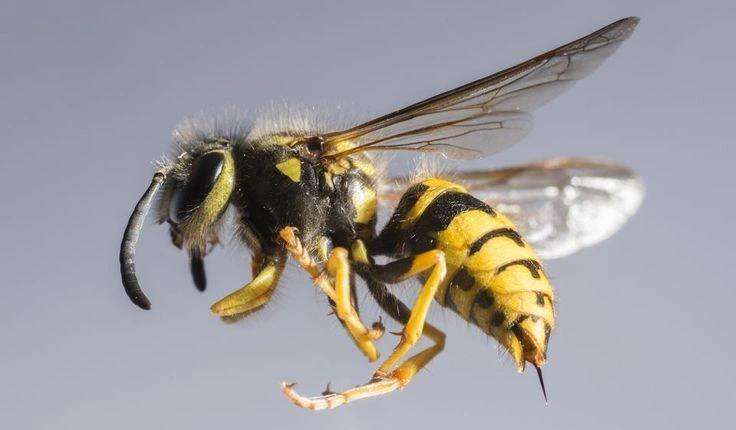 European Hornet