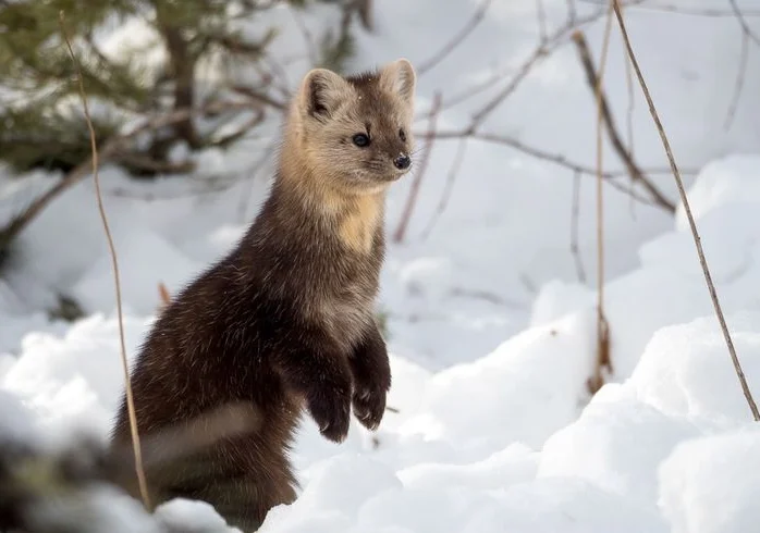 What Do Minks Eat?