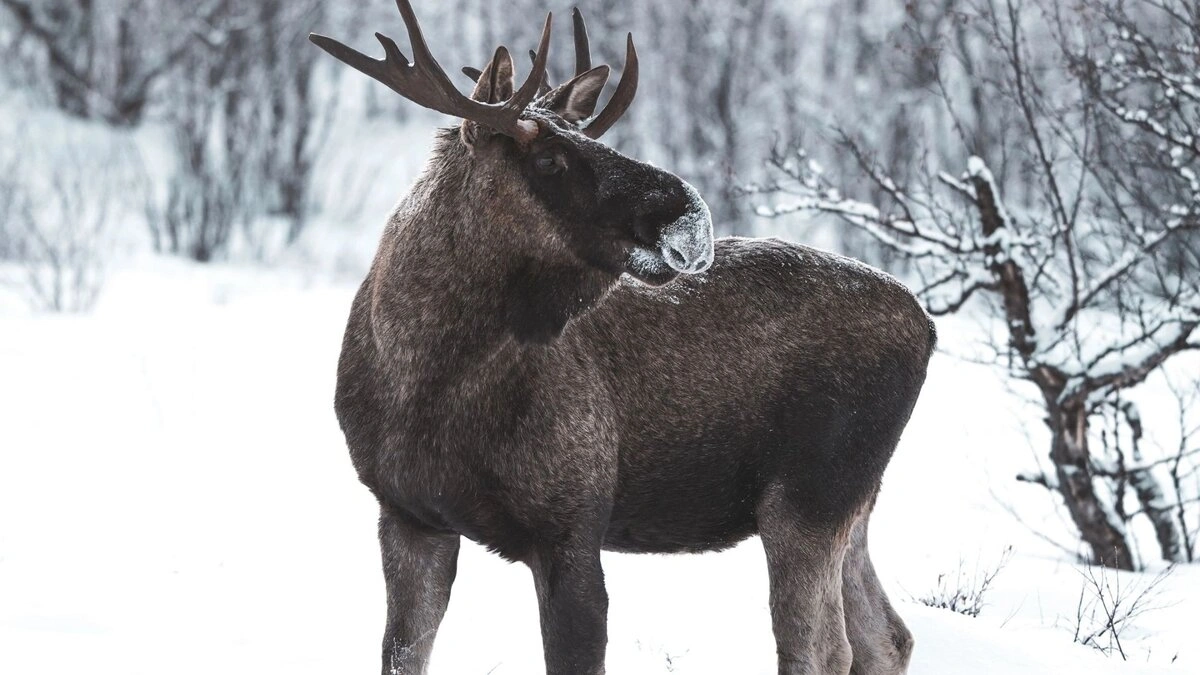 norway moose population 