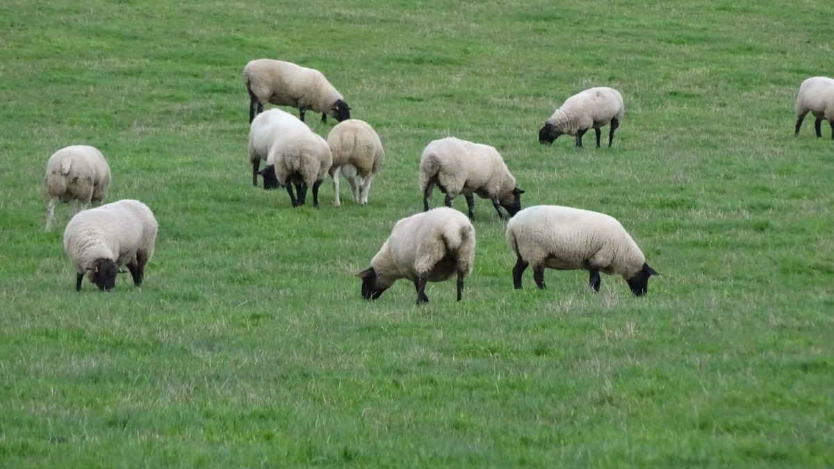outfield grazing norway