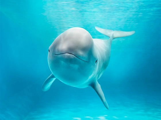 What Is a Beluga Whale?