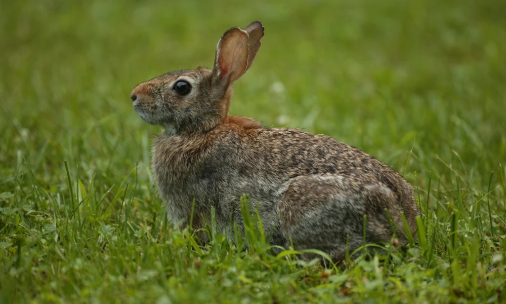 Eastern cottontail sitting in green grass with its ears raised