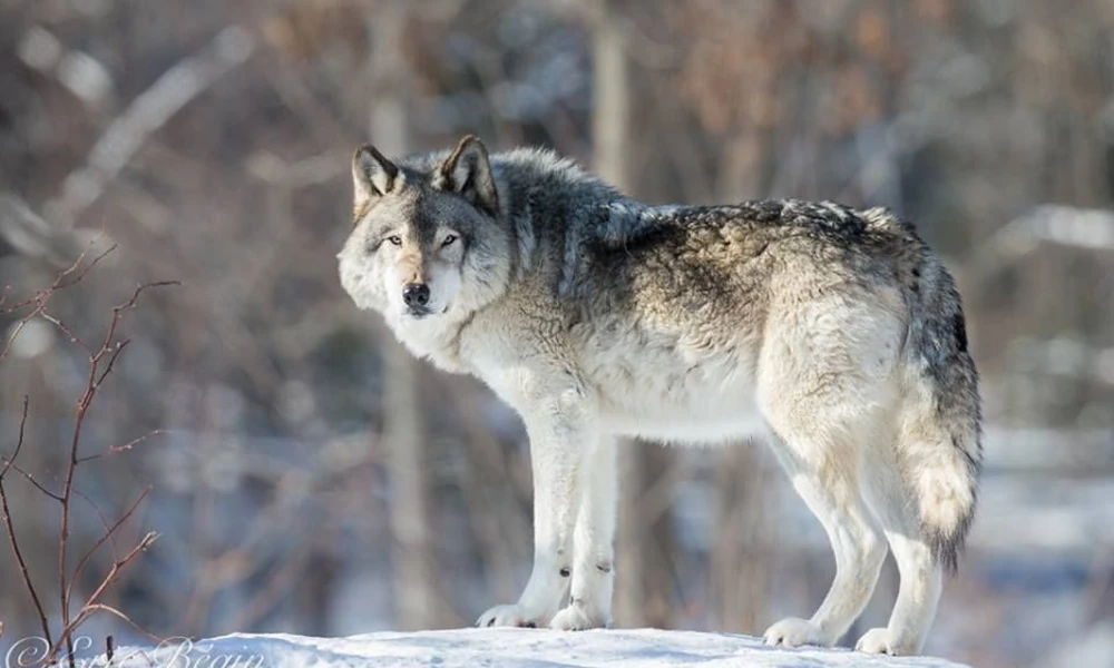 Gray wolf standing on snow with a forest in the background