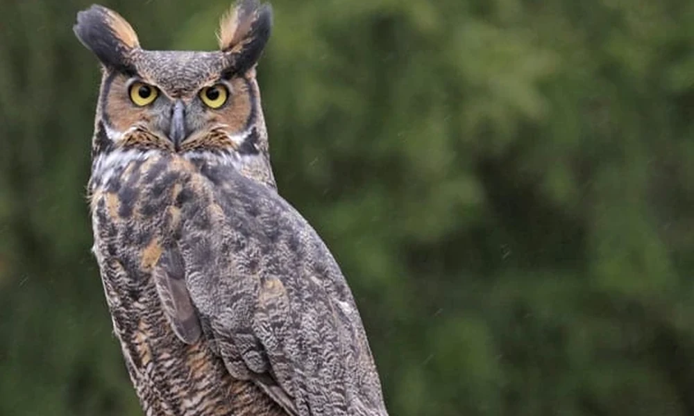 Great horned owl perched with its ear tufts raised and yellow eyes looking forward