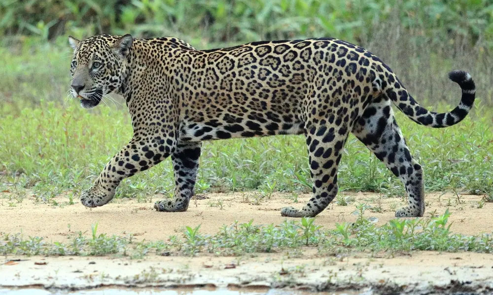 Jaguar walking through grass with its spotted coat visible