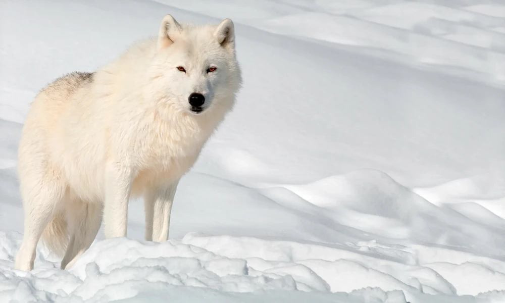 White Arctic wolf standing in deep snow
