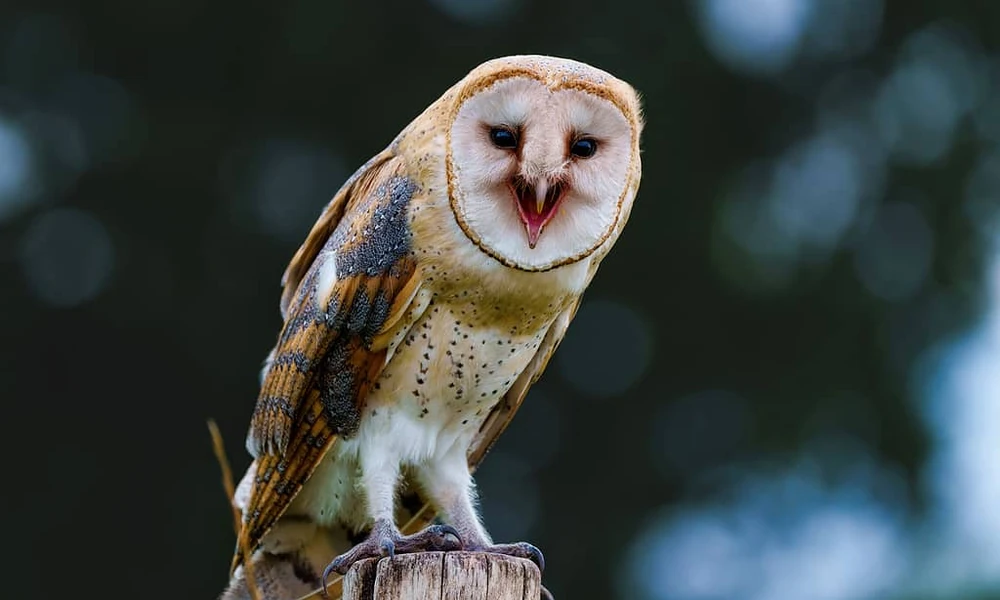 Barn owl with a heart-shaped white face perched on a wooden post