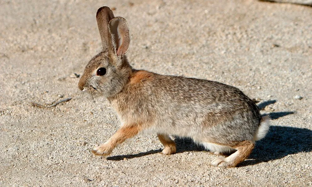 Desert cottontail with pale brown fur walking across sandy ground