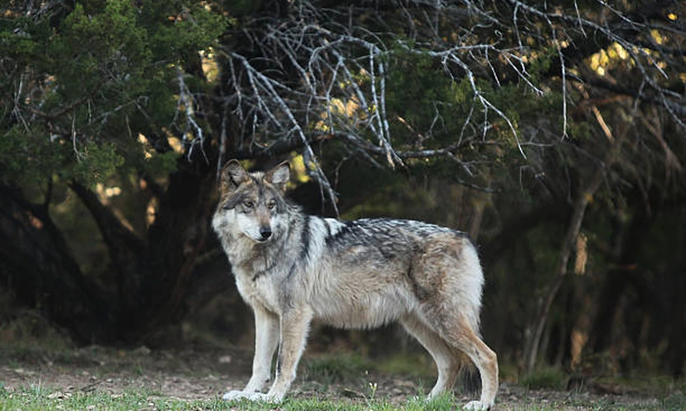 Mexican wolf standing in shaded woodland