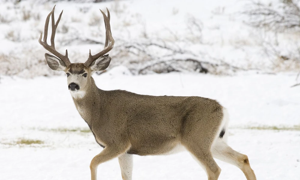 Mule deer buck with forked antlers walking across snow