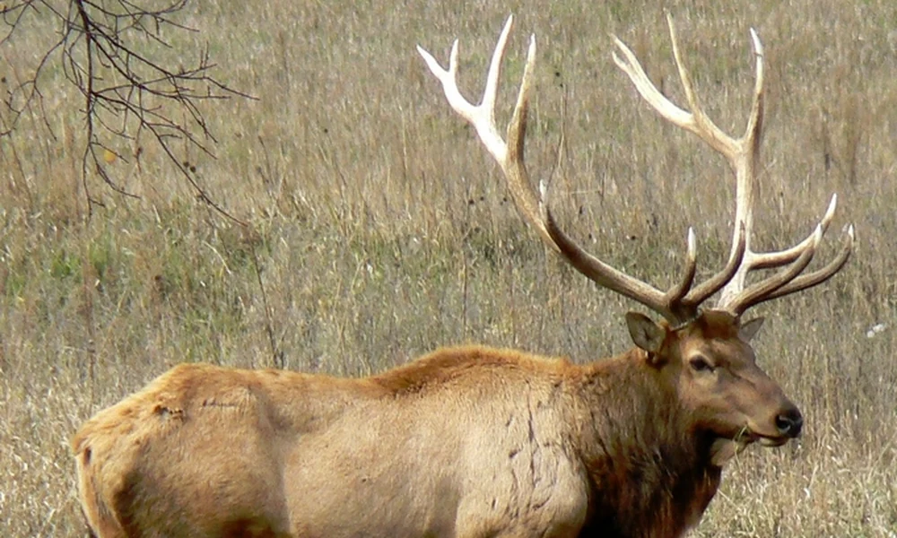 Bull elk with large branching antlers standing in dry grassland