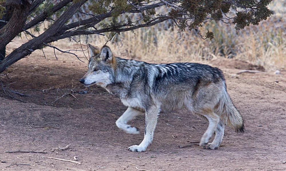 Mexican wolf walking across dry ground beneath a tree