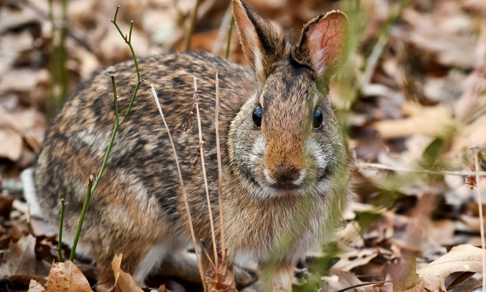 New England cottontail with speckled brown fur resting among dry leaves