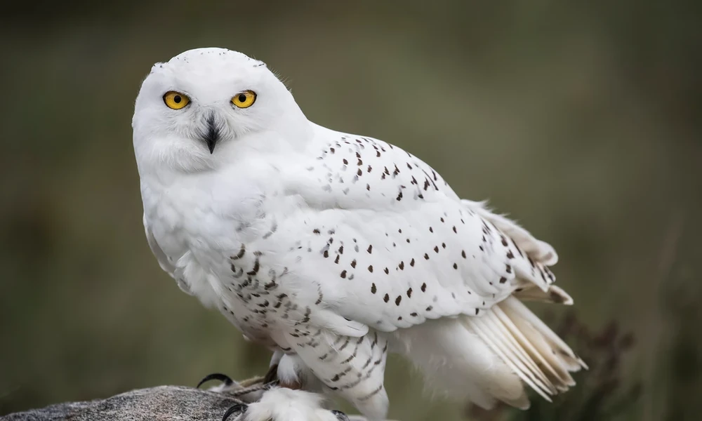 Snowy owl with white, dark-barred feathers and yellow eyes perched outdoors