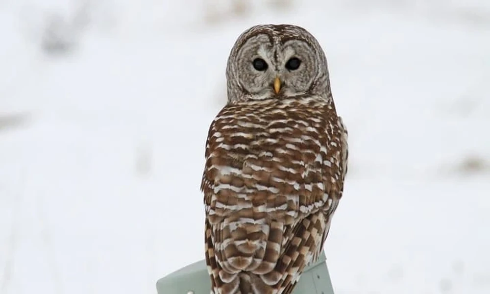 Barred owl perched on a post in the snow, looking back over its shoulder