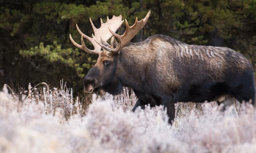 Bull moose with broad antlers walking through frost-covered grass