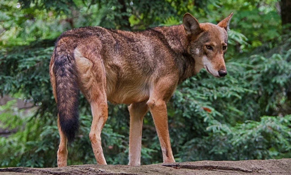 Red wolf with reddish-brown fur standing in front of evergreen trees