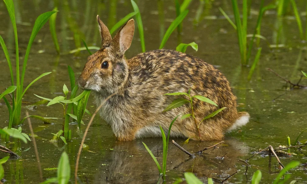 Swamp rabbit standing in shallow water among green marsh plants