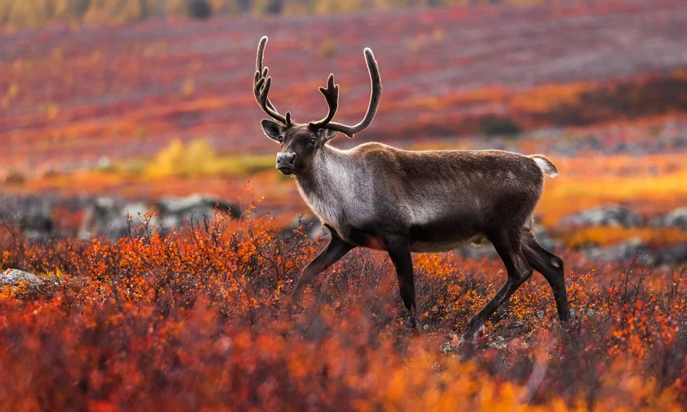 Caribou with antlers walking across red autumn tundra