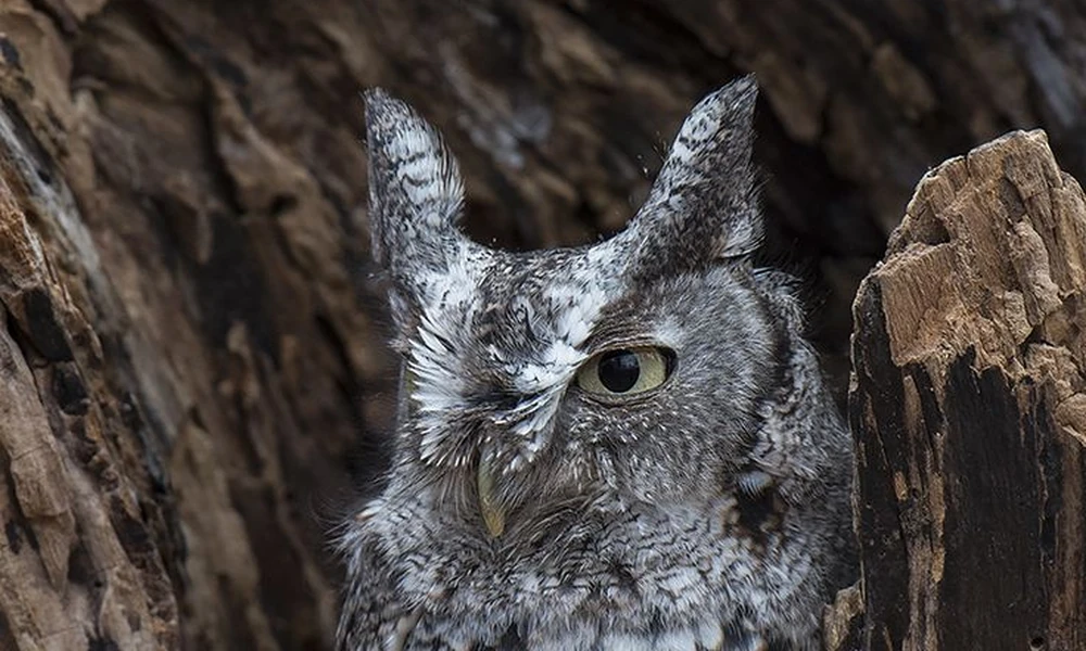 Gray screech-owl with ear tufts peering out from a tree cavity