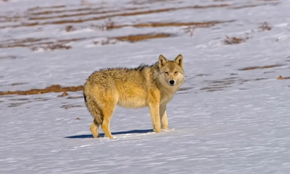 Golden-colored wolf standing on open snow