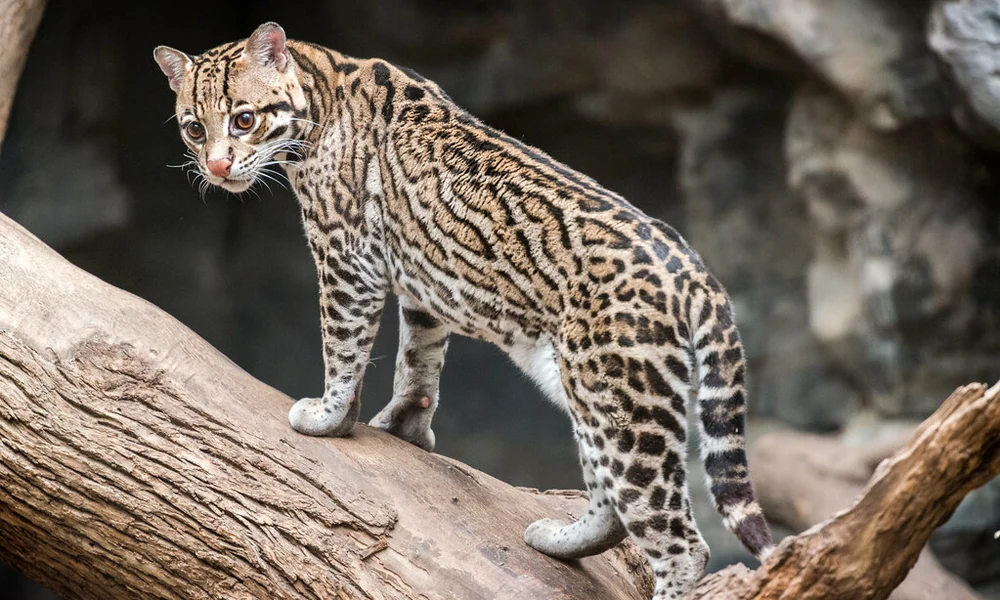 Ocelot with a spotted coat perched on a log