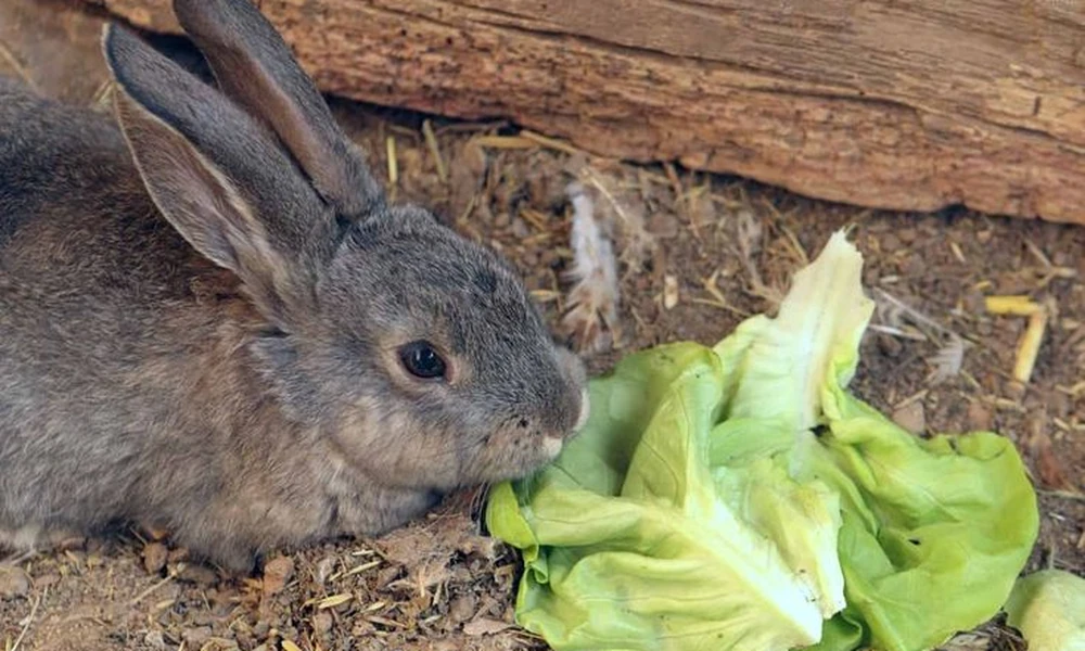 Gray rabbit eating a piece of lettuce on the ground