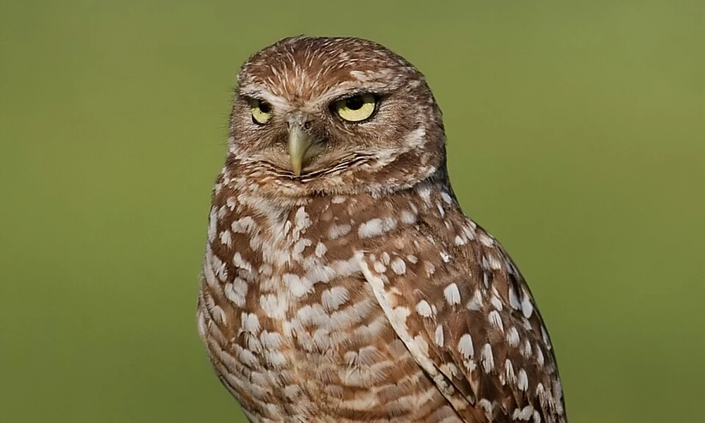 Burrowing owl with spotted brown feathers standing upright in open grassland