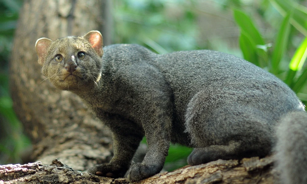 Jaguarundi with a uniform gray coat crouching on a tree trunk