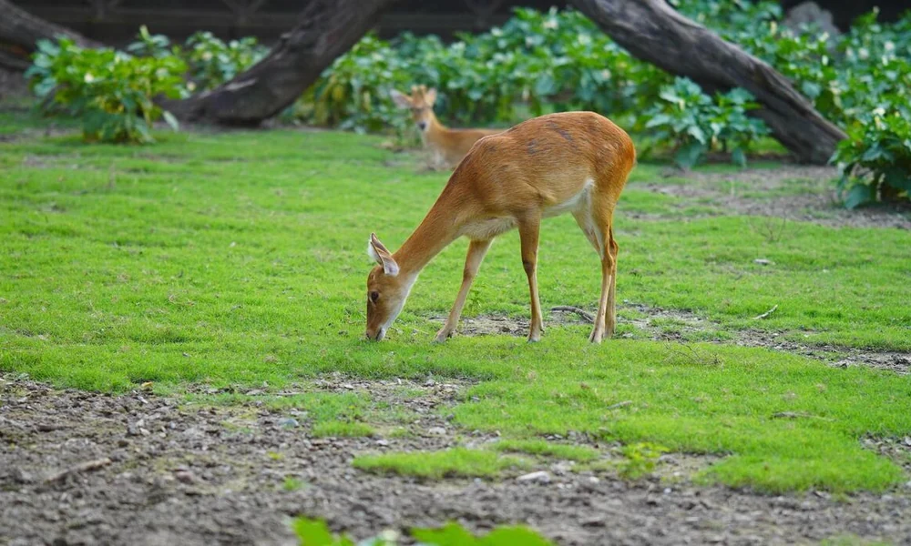 Deer grazing on green grass in a wooded area