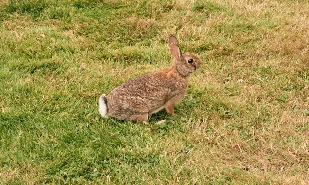 Small rabbit sitting still on a lawn, watching its surroundings