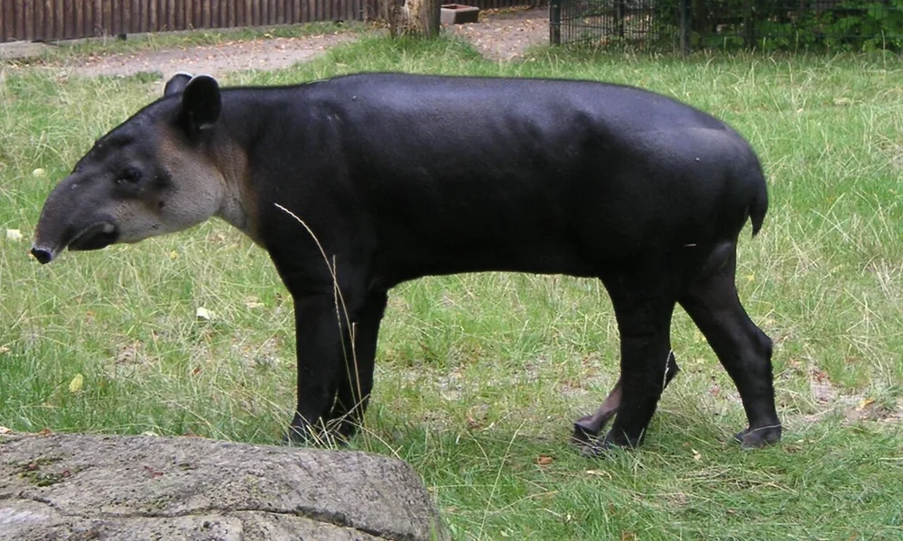 Baird's tapir standing on grass