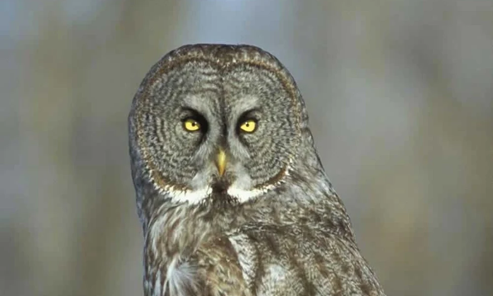 Great gray owl with a large round face and pale yellow eyes