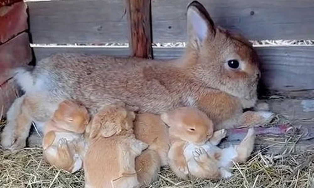 Mother rabbit nursing a litter of baby rabbits in a straw nest