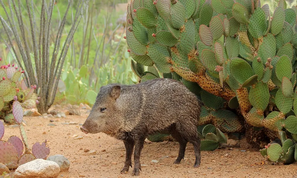 Collared peccary beside prickly pear cactus on sandy ground