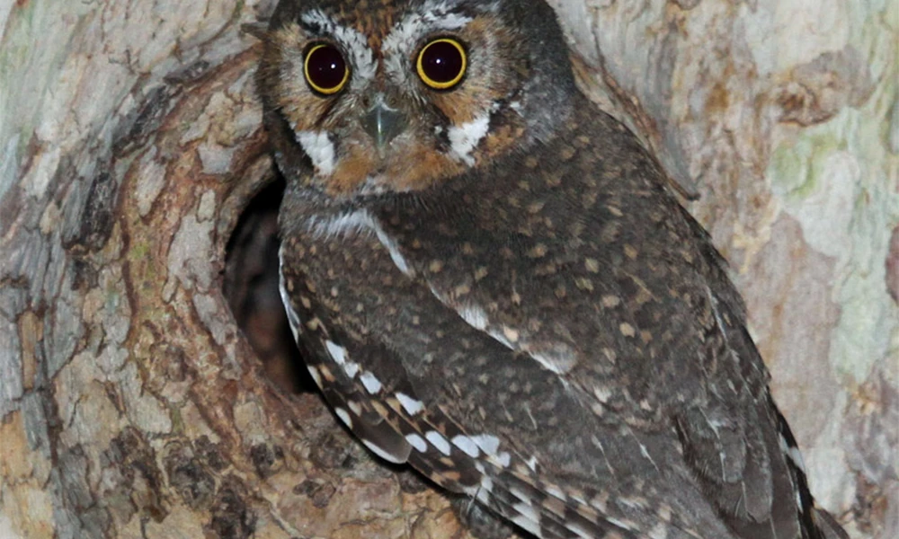 Small elf owl perched at the opening of a tree cavity