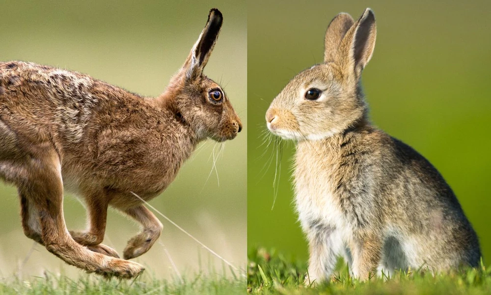 Side-by-side comparison of a running hare with long ears and a smaller rabbit sitting upright