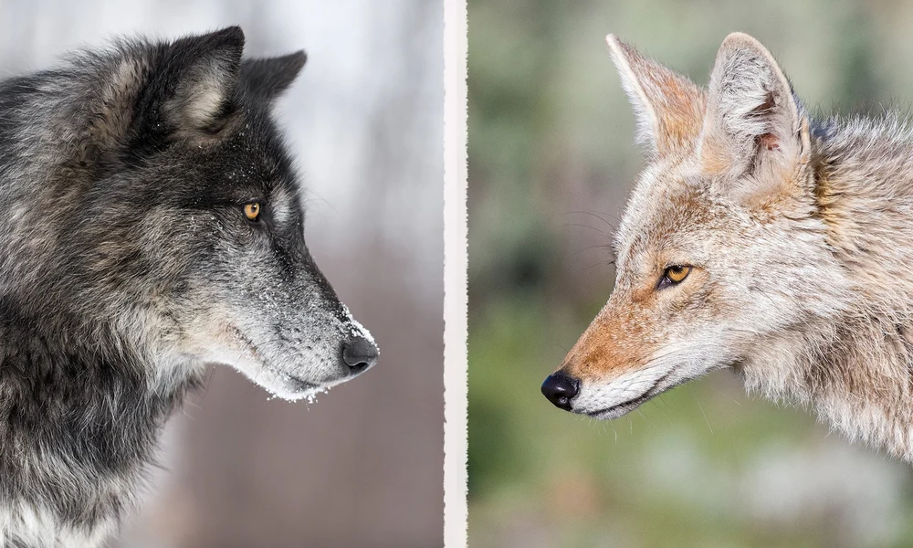 Side-by-side comparison of a wolf's head on the left and a coyote's head on the right