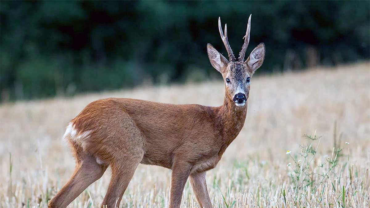 roe deer suburban management