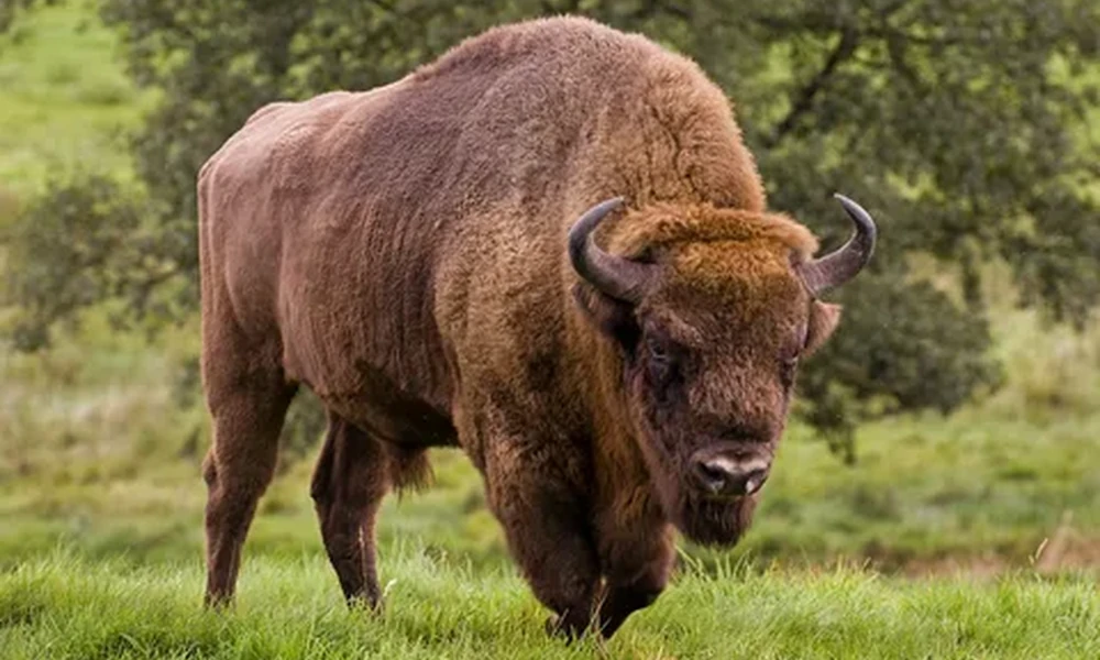 Large brown bison with curved horns and a shaggy coat walking across a green grassy field.