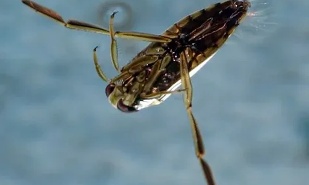 Backswimmer insect floating on its back just under the water surface, with its long oar-like back legs stretched out.