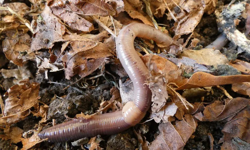 Common earthworm (Lumbricus terrestris) on dark soil.