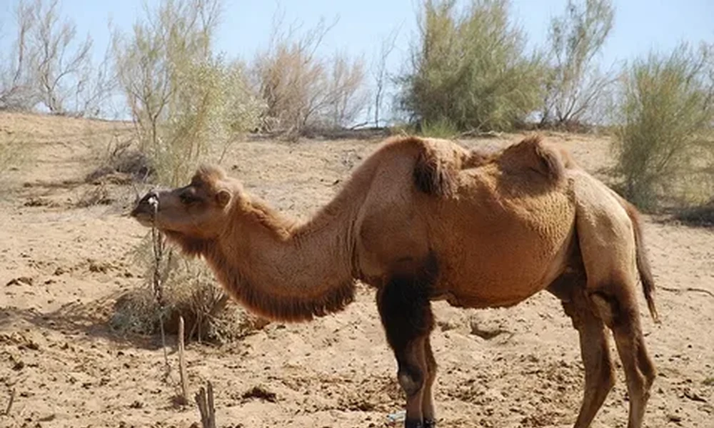 Bactrian camel standing on dry, sandy ground with sparse desert shrubs in the background.