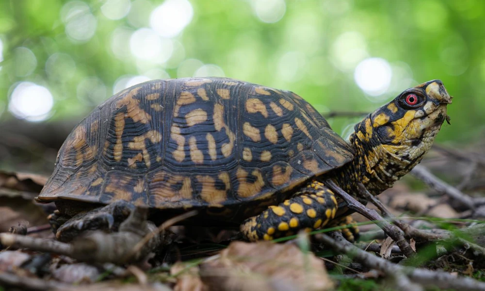 Eastern box turtle (Terrapene carolina carolina) in woodland habitat.