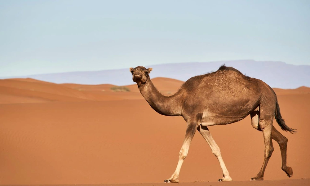 A camel standing in a vast golden desert landscape with sand dunes in the background.