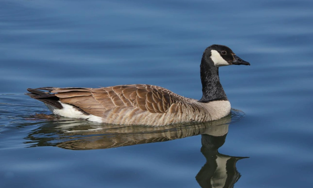 A Canada goose standing near the edge of a lake surrounded by green vegetation.