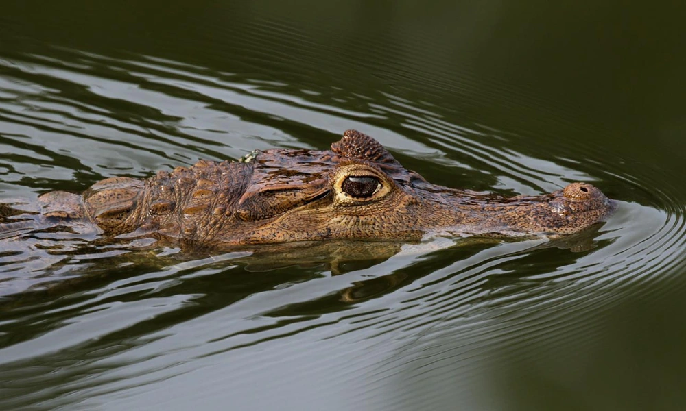 A spectacled caiman resting at the edge of a tropical freshwater river surrounded by vegetation.