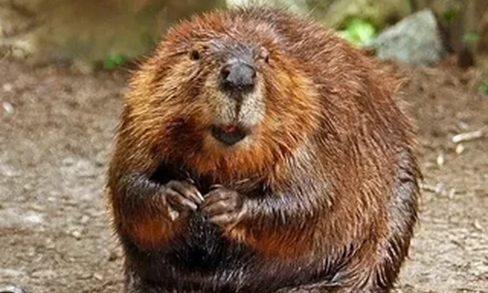 Close-up of a brown beaver sitting upright and holding its front paws together, facing the camera.