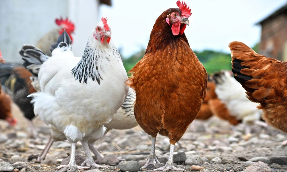 A domestic chicken standing on grass in a rural farm setting.